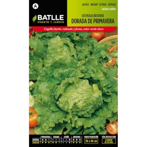 BATLLE SOBRES HORT. LECHUGA BATAVIA BATLLE